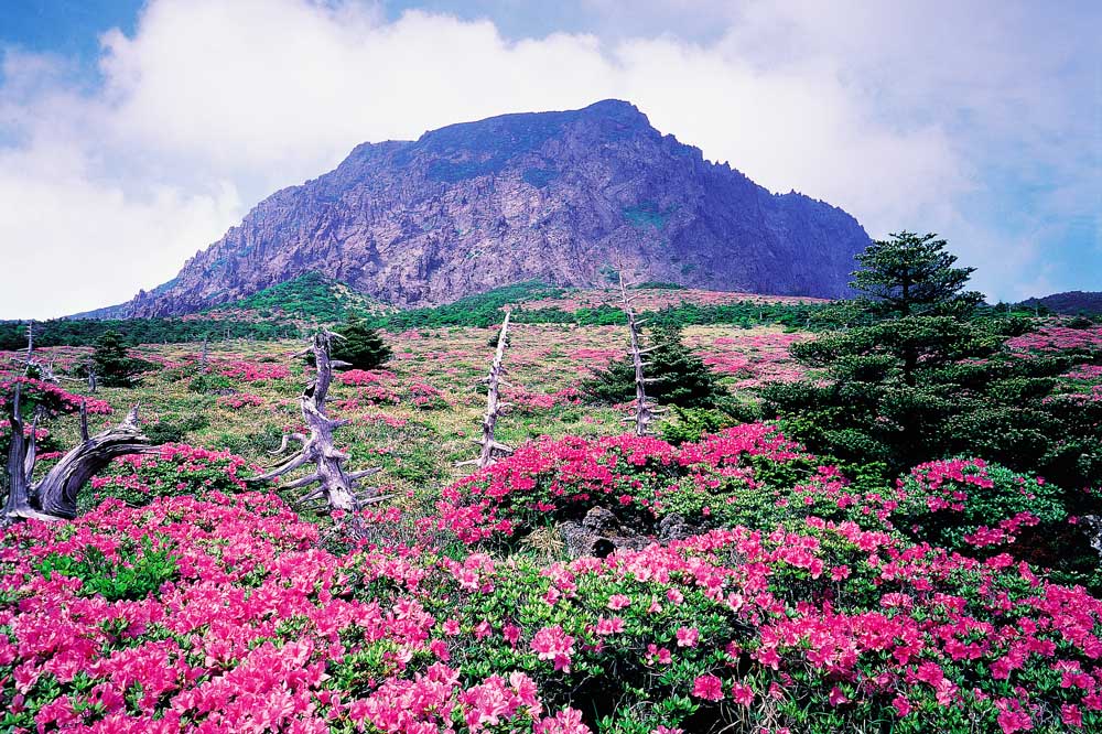 Vườn quốc gia núi Hallasan